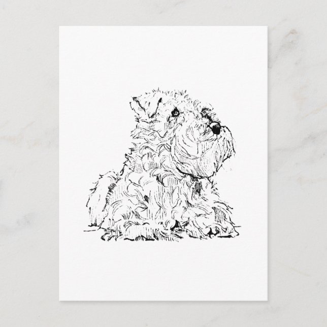 Carte postale Schnauzer miniature – Illustration d (Devant)