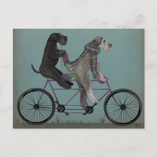 Carte Postale Schnauzer Tandem (Devant)