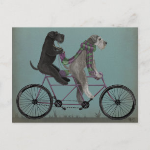 Carte Postale Schnauzer Tandem