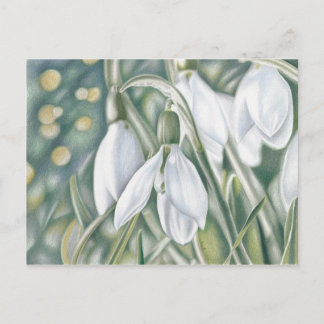 Carte Postale Schneeglöckchen - Farbstiftzeichnung