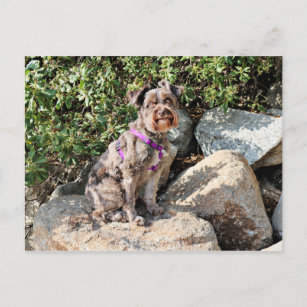 Carte Postale Schnoodle Dog bénéficie de Carmel Beach