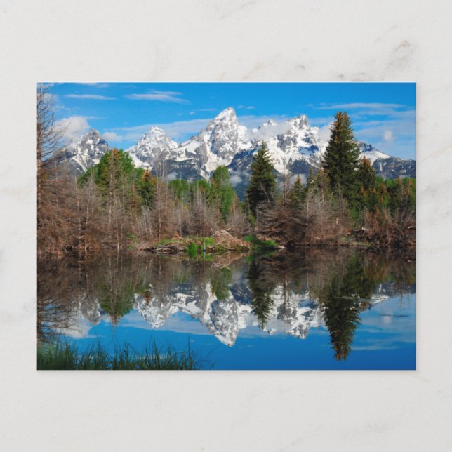 Carte Postale Schwabacher's Landing, Grand Teton (Devant)