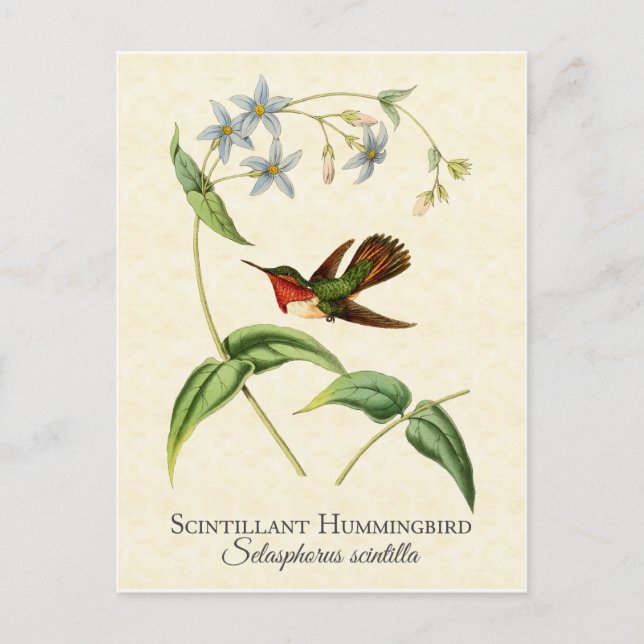 Carte Postale Scintillant Hummingbird Art Vintage (Devant)