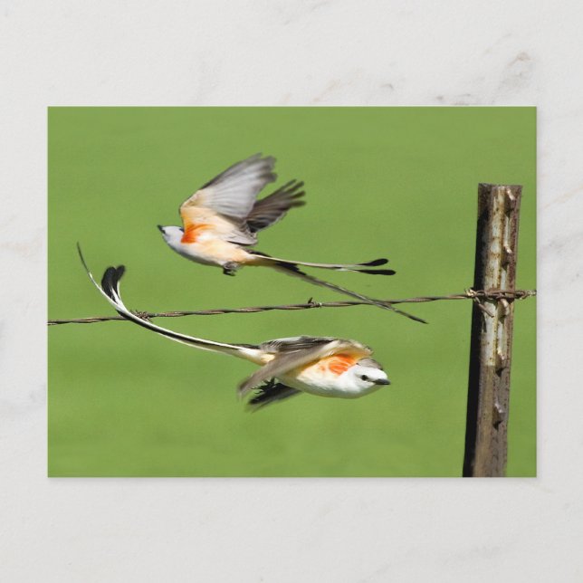 Carte Postale Scissortails en vol (Devant)