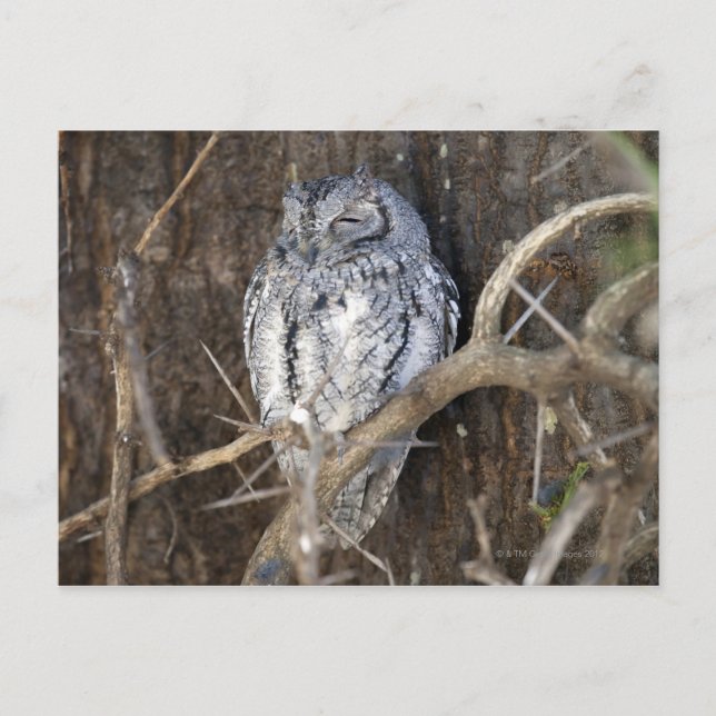 Carte Postale Scops-Owl, Parc national de Kruger, Sud (Devant)