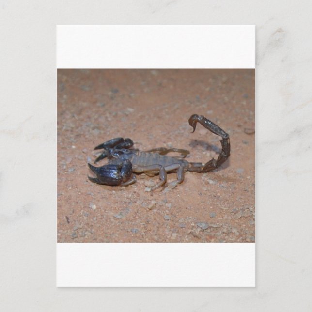 Carte Postale Scorpion (Devant)