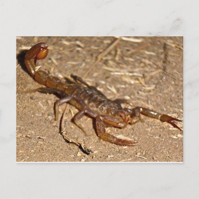 Carte Postale Scorpion (Devant)