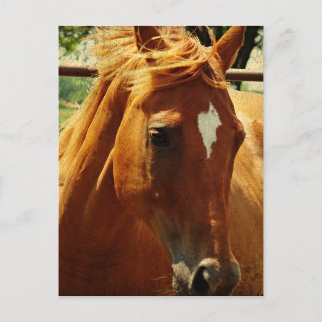 Carte Postale Scotch (Devant)