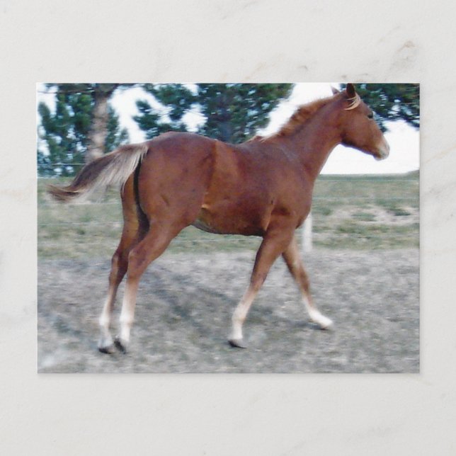 Carte Postale Scotch Boy (Devant)