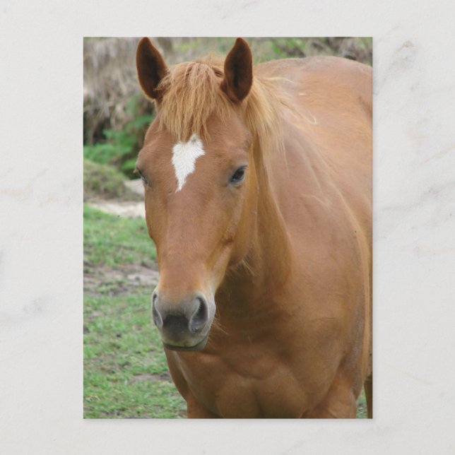 Carte Postale Scotch the Horse (Devant)