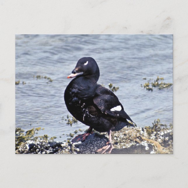 Carte Postale Scoter à ailes blanches, île Adak (Devant)