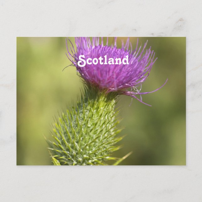 Carte Postale Scotland Thistle (Devant)