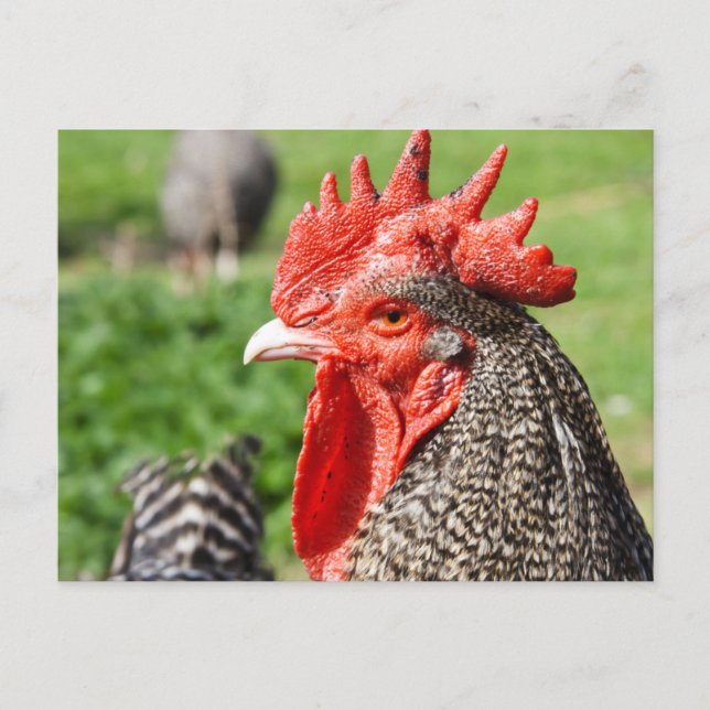 Carte Postale Scots Grey Rooster | Poulet (Devant)
