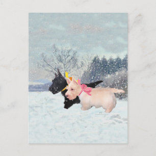 Carte Postale Scottie