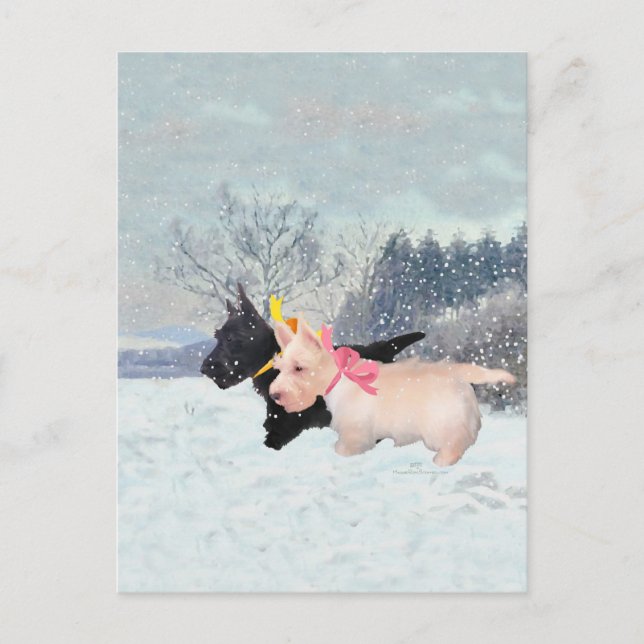 Carte Postale Scottie chiots (Devant)