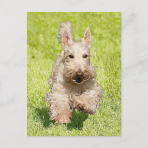 Carte Postale Scottie roux courant librement
