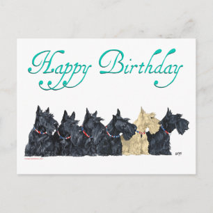Carte Postale Scotties Alignés