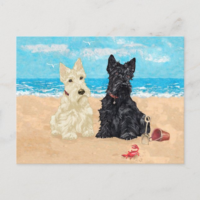 Carte Postale Scotties roux et noirs à la plage (Devant)