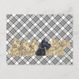 Carte Postale Scotties Tout en Rangée