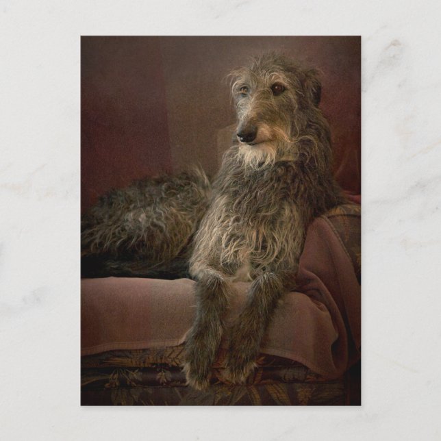 Carte Postale Scottish deerhound on a sofa (Devant)