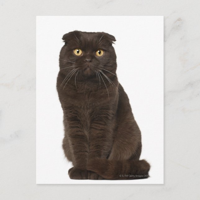 Carte Postale Scottish Fold (18 mois) assis (Devant)