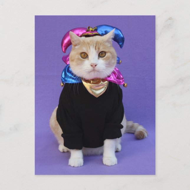 Carte Postale Scottish Fold Jester (Devant)