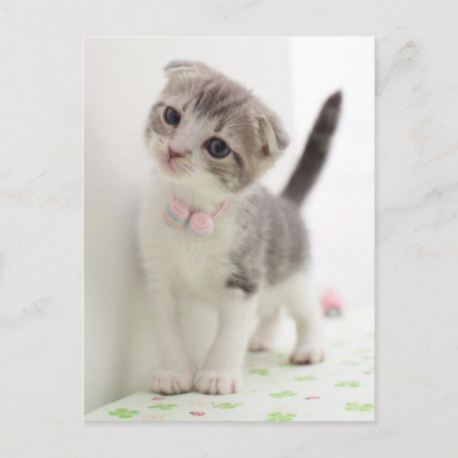 Carte Postale Scottish Fold Kitten (Devant)