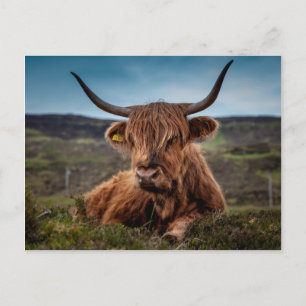 Carte Postale Scottish Highland Cow Longhorn Bull Rancher