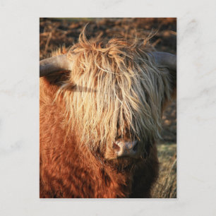 Carte Postale Scottish Highland Cow - Scotland
