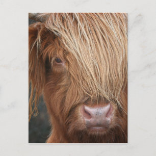 Carte Postale Scottish Highland Cows - Écosse