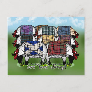 Carte postale Scottish Sheep - Voir Ewe Jimmy