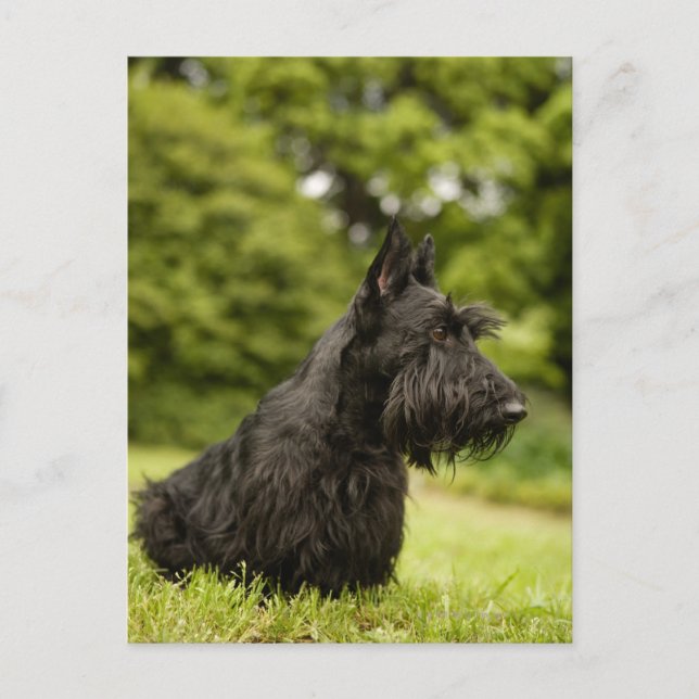 Carte Postale Scottish Terrier (Devant)