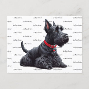 Carte Postale Scottish Terrier à