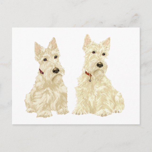 Carte Postale Scottish Terriers Blé (Devant)