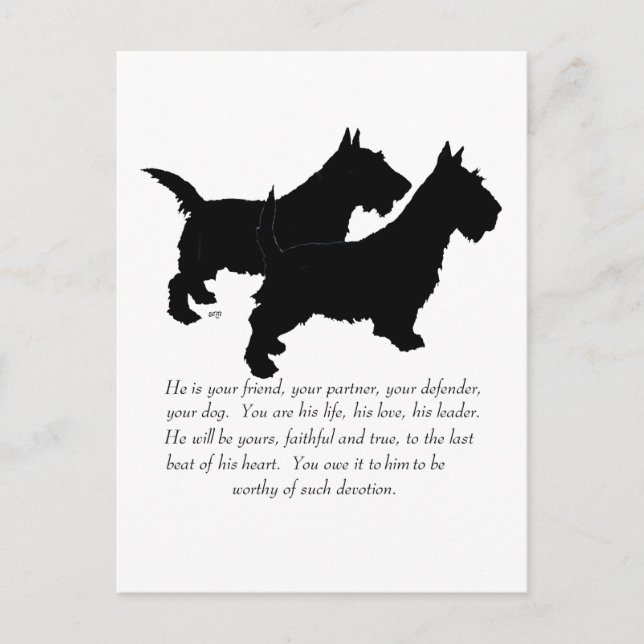 Carte Postale Scottish Terriers Cadeau - Chiens MÂLES (Devant)