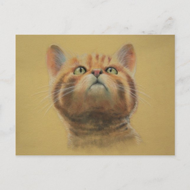 Carte Postale Scottish Wildcat (Devant)