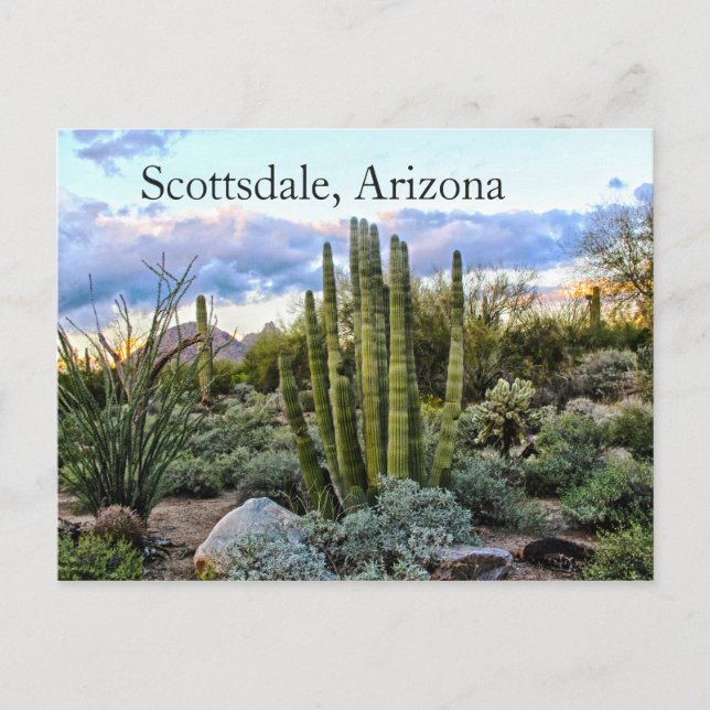 Carte Postale Scottsdale Succulent Sunset (Devant)
