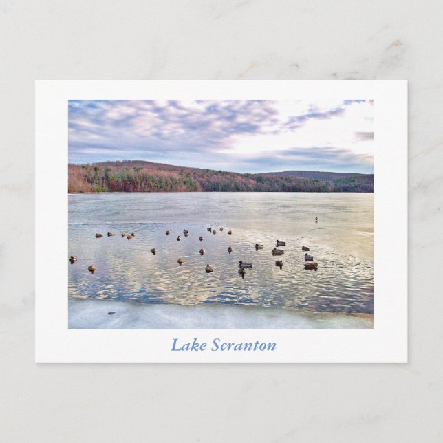 Carte Postale Scranton PA-Lake Scranton Post Card-Ducks (Devant)