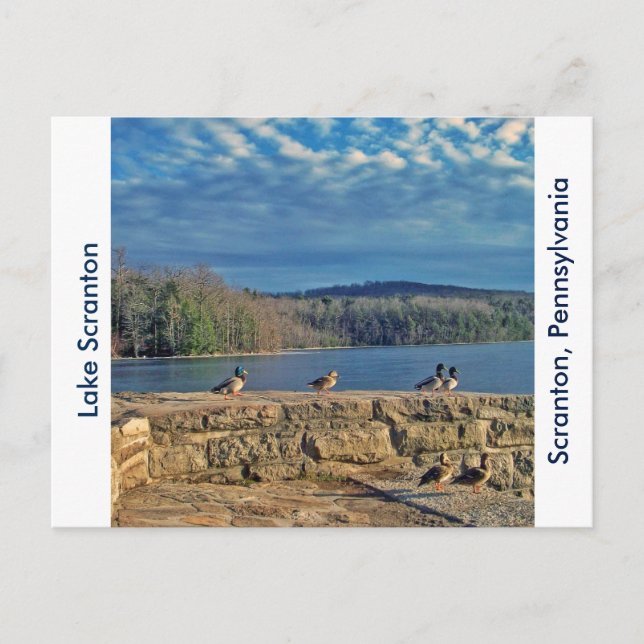 Carte Postale Scranton PA-Lake Scranton Post Card-Ducks (Devant)