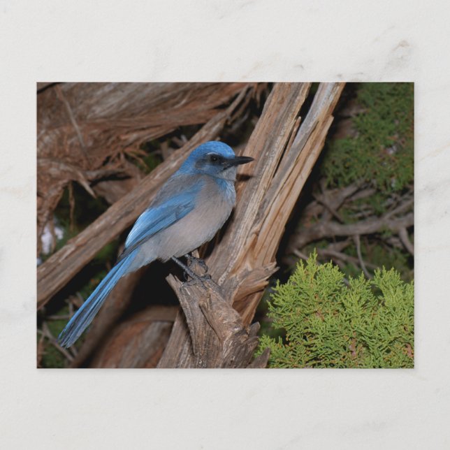 Carte Postale Scrub Jay (Devant)