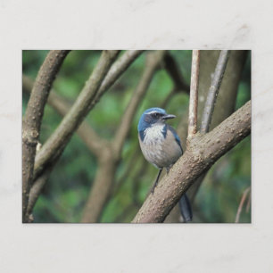 Carte Postale Scrub Jay, Ouest