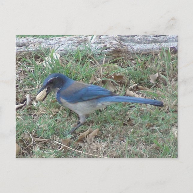 Carte Postale Scrub Jay trouve une cacahuète (Devant)