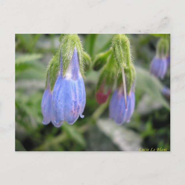 Carte Postale Scutellaire à (Devant)