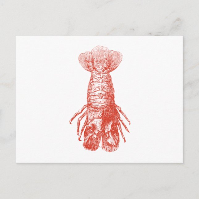 Carte Postale Scyllarus Arctus vintage (Devant)