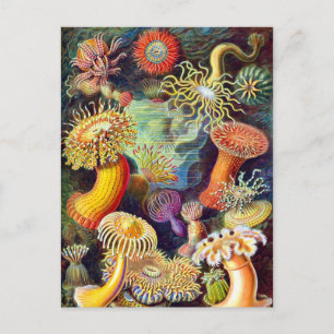Carte Postale Sea Anemones Ernst Haeckel Art