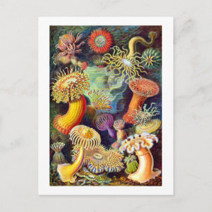 Carte Postale Sea Anemones Ernst Haeckel Art