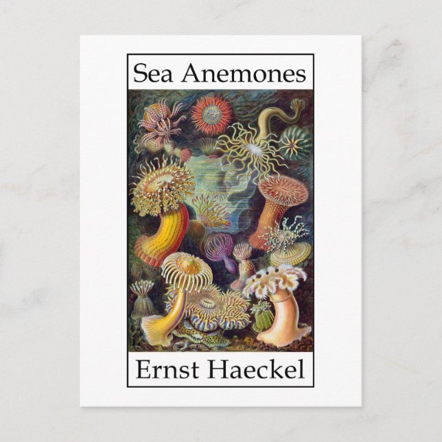 Carte Postale Sea Anemones par Ernst Haeckel (Devant)