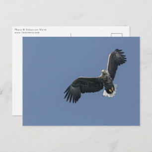 Carte Postale Sea Eagle Wildlife Photo