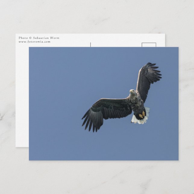 Carte Postale Sea Eagle Wildlife Photo (Devant / Derrière)
