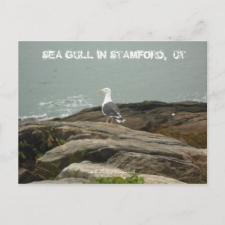 CARTE POSTALE SEA GULL IN STAMFORD, CT, $B.A.K.$ ...